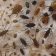 InsectPillow-crop