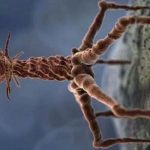 The Secret Life of Viruses – Feb 17