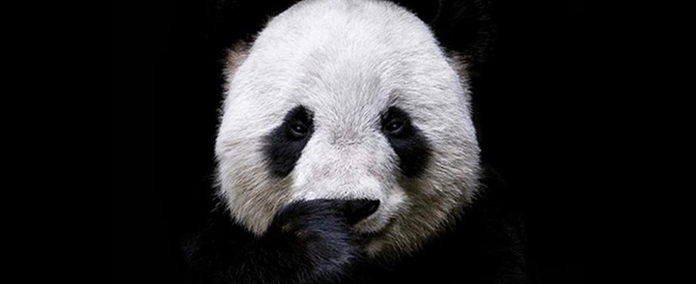 AnimalTruth-Panda