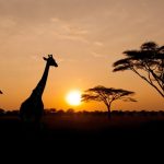 The Serengeti Rules – May 27