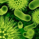 Bacteria and Biomass – July 28