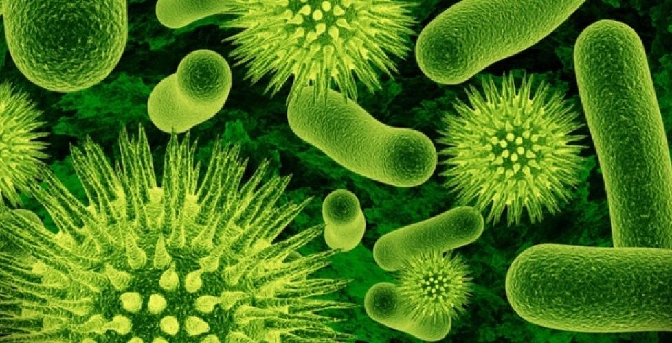 Bacteria&Biomass