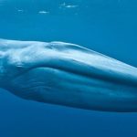 Secret Life of Whales – Feb 6