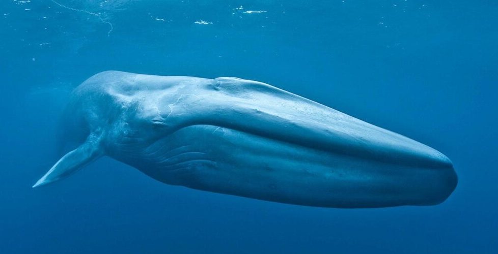 LoneliestWhale