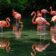 FlamingoPhysics