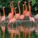FlamingoPhysics(Orange)