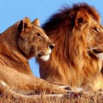 Animal Gender Diversity – Apr 17