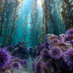 Sea Zombies – Feb 10