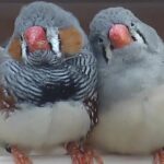 Animal Talk – Sep 8?
