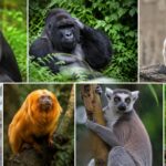 Primates in the News – Nov 17